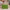 Joban Fashion Gota Patti Fabric Clutch - Green