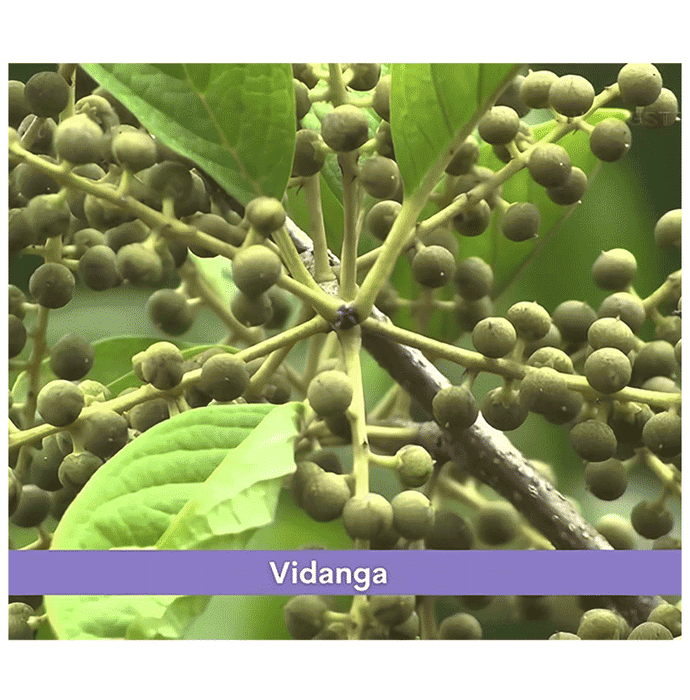 Minature Vidanga Powder