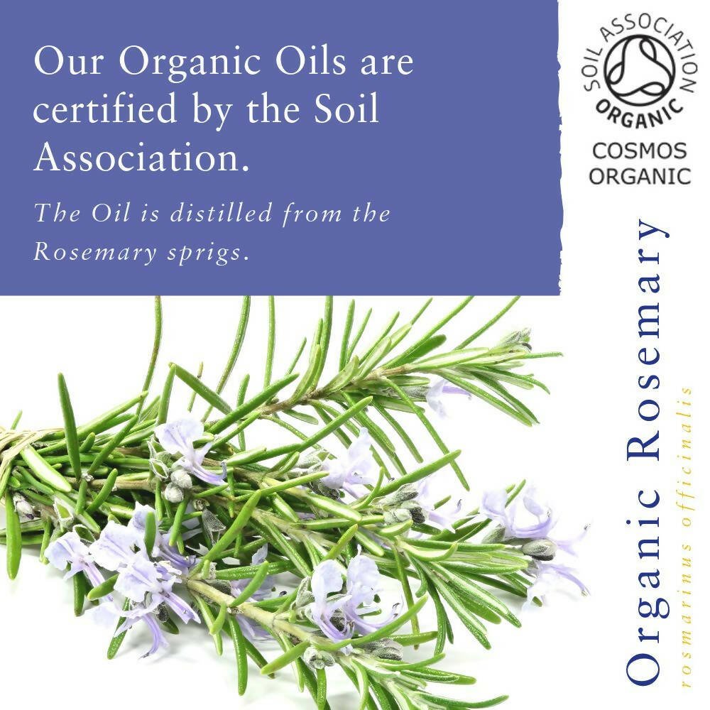 Absolute Aromas Organic Rosemary Essential Oil - Distacart