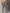 TAG 7 Women Plus size Beige Solid Leggings - Distacart