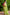 Green Jute Silk Woven Design Saree with Unstitched Blouse - A2M