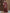 Anouk Kalamkari Zari Silk Blend Sungudi Saree