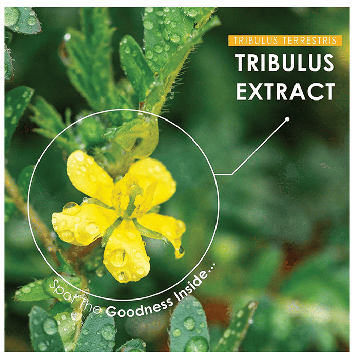 Minature Gokshura Tablet