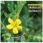 Thumbnail for Minature Gokshura Tablet