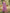 Anouk Lavender & Gold Toned Zari Tussar Silk Saree - Distacart