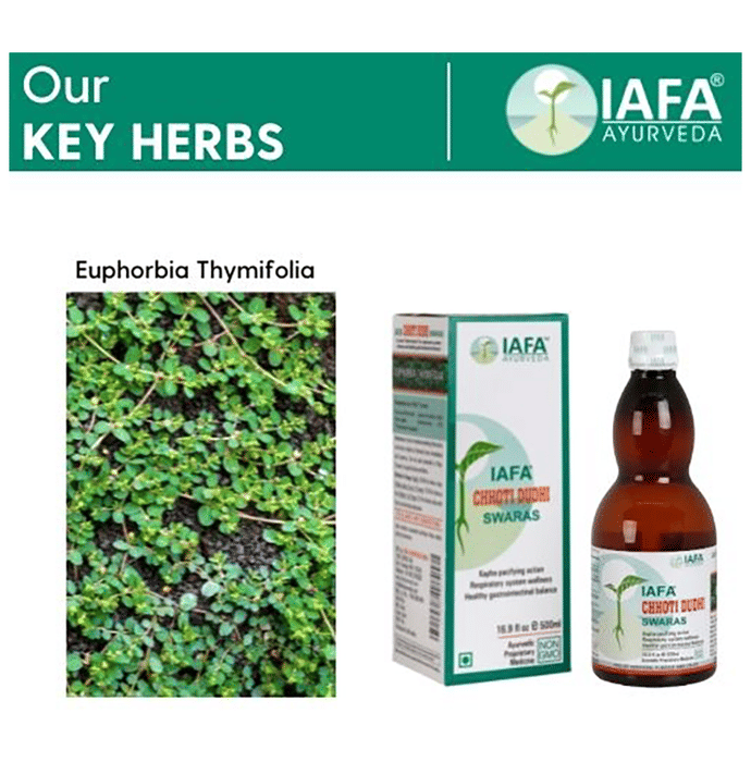 Iafa Chhoti Dudhi Swaras