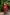 Red Polycotton Ethnic Motifs Saree with Unstitched Blouse - A2M