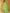 Yufta Green Bandhani Cotton Straight Kurta Trouser & Dupatta Set
