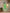 Yufta Green Georgette Lehriya Kurta