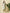 Yufta Green Pure Cotton Paisley Thread Work Kurta Dupatta Pant Set