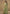 Vegaa Fashion Lime Green Chinon Silk Digital Print Western Suit