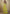 Vegaa Fashion Yellow Chinon Silk Digital Print Western Suit