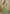 Vegaa Fashion Lime Green Chinon Silk Digital Print Western Suit