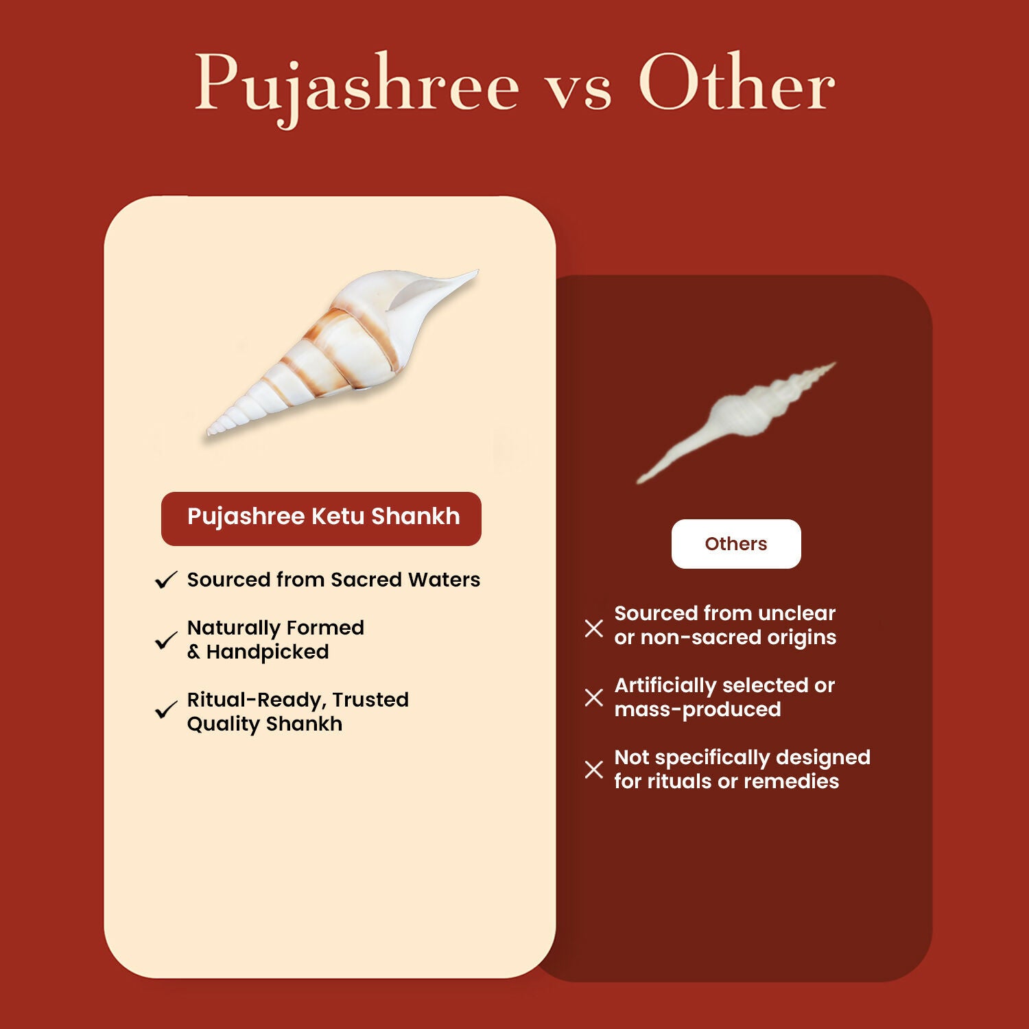 Pujashree Ketu Shankh – Navagraha Conch For Ketu Dosha Remedies & Puja - Dista
