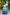 Jyoti Fashion Women's Sky Blue Bandhej Print with Crush Pleating Muslin Anarkali Dress - Distacart
