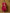 Yufta Hot Pink Silk Embroidered Plus Size Kurta Dupatta Set
