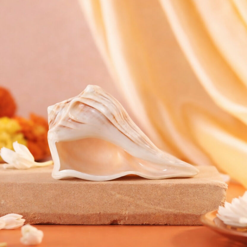 Pujashree Dakshinavarti Shankh – Sacred Hindu Conch For Puja - Dista
