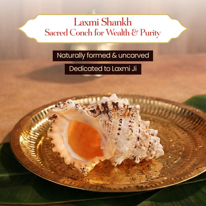Pujashree Laxmi Shankh – Divine Conch - Dista