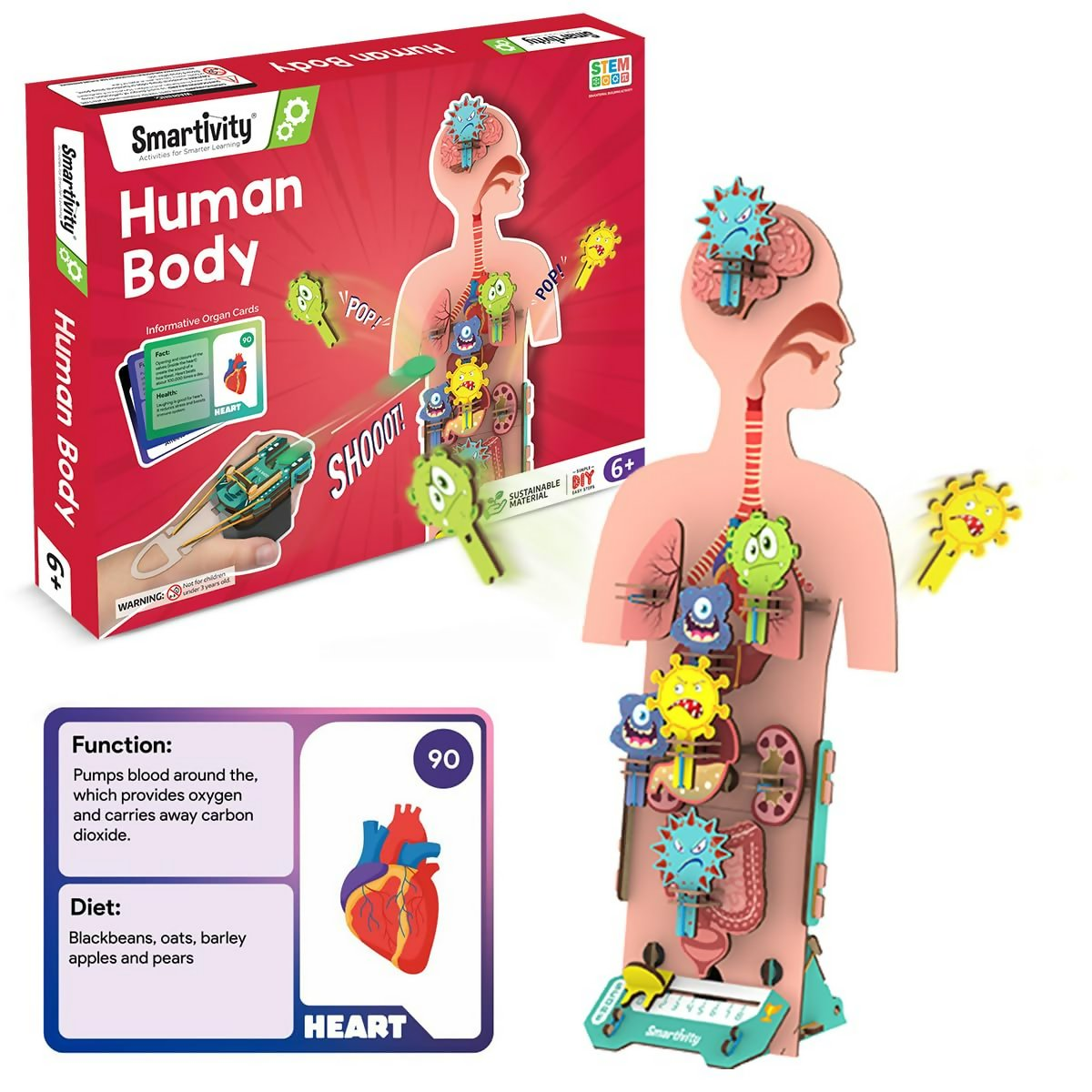 Smartivity Human Body Toy For Kids 6-12 Years Body Organs & Functions - Distacart