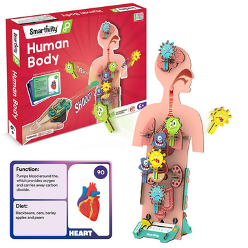 Smartivity Human Body Toy For Kids 6-12 Years Body Organs & Functions - Distacart
