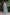 Pine Pure Linen Ethnic Motifs Saree with Unstitched Blouse - A2M