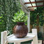 Thumbnail for Thenga Handmade Coconut Shell Planter Pot with Cork Tray - Dista