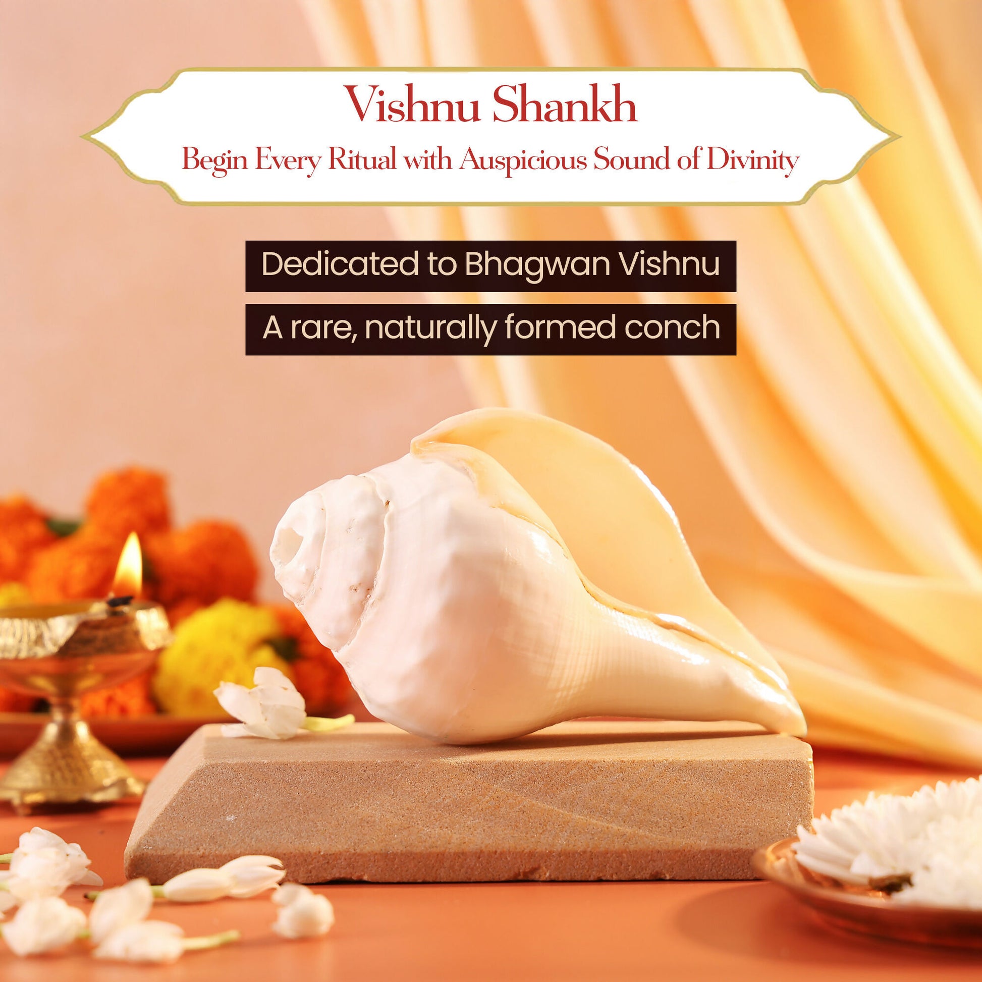 Pujashree Blowing Shankh – Sacred Conch for Spiritual Practices (Medium) - Dista