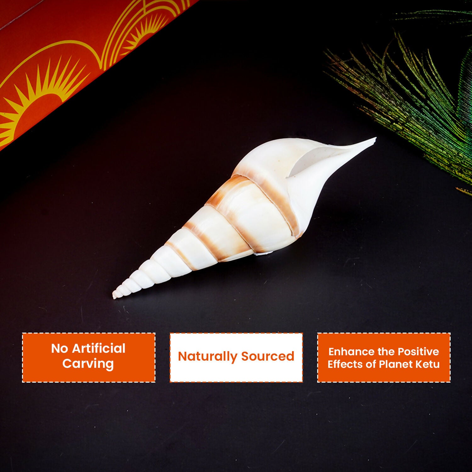 Pujashree Ketu Shankh – Navagraha Conch For Ketu Dosha Remedies & Puja - Dista