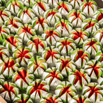 Thumbnail for Shree Mithai Kaju Flower