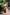 Maroon Polycotton Ethnic Motifs Saree with Unstitched Blouse - A2M