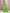 Joban Fashion Green Cotton Blend Jamdani Saree