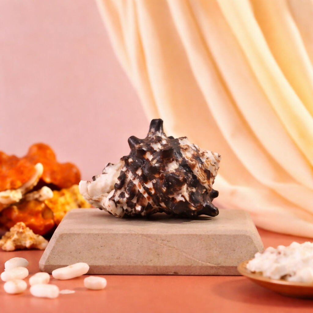 Pujashree Rahu Shankh – Spiritual Conch for Rahu Dosha Relief & Puja - Dista