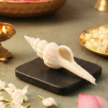 Pujashree Shukra Shankh – Venus Graha Conch For Prosperity & Harmony - Dista
