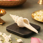 Thumbnail for Pujashree Shukra Shankh – Venus Graha Conch For Prosperity & Harmony - Dista