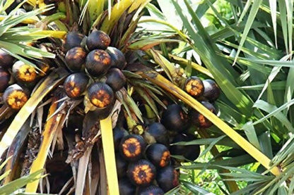 Ammi Samayal Palm Sugar Crystals Panangkarkandu - Distacart