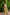 Olive Jute Silk Woven Design Saree with Unstitched Blouse - A2M