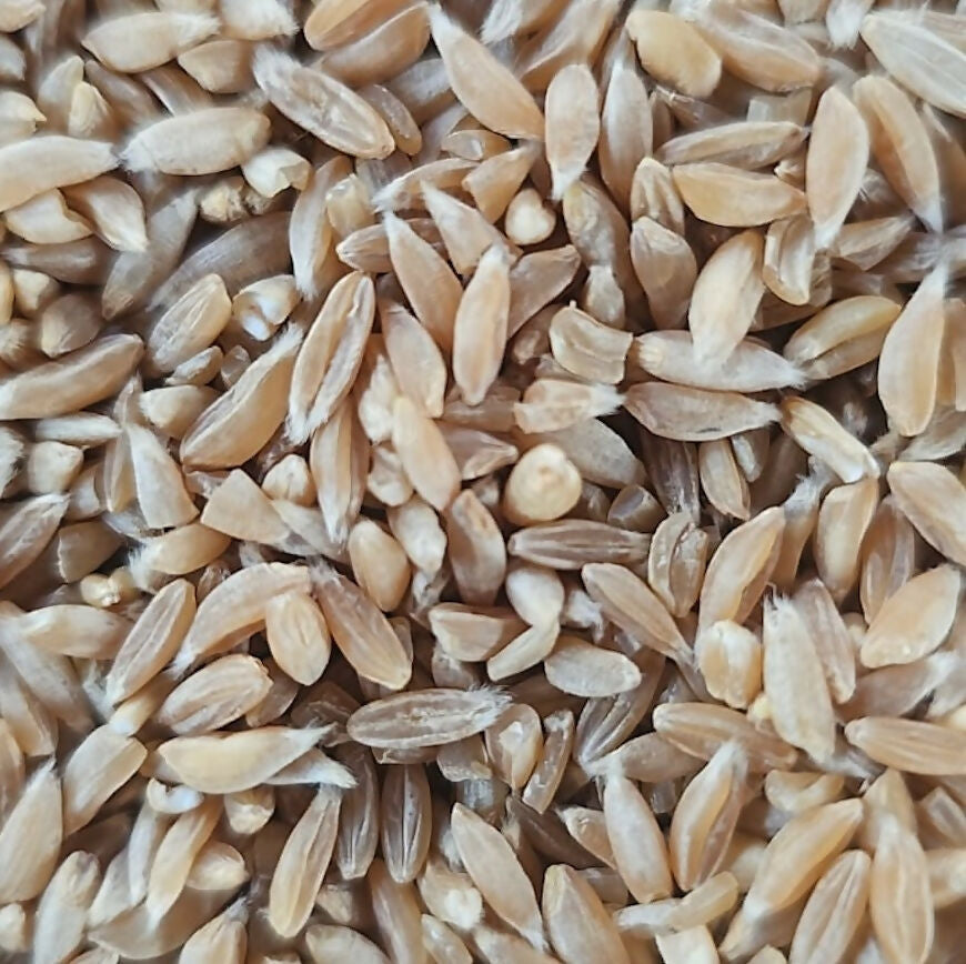 Organic_Khapli_Wheat_by_Hetha_Or (1)