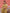 Yufta Mustard Ethnic Motifs Cotton A-Line Kurta Trouser & Dupatta Set
