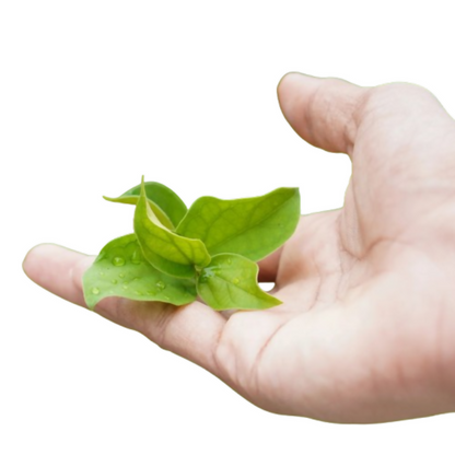 Nxrgen Ayurveda Gurmar Powder - Distacart