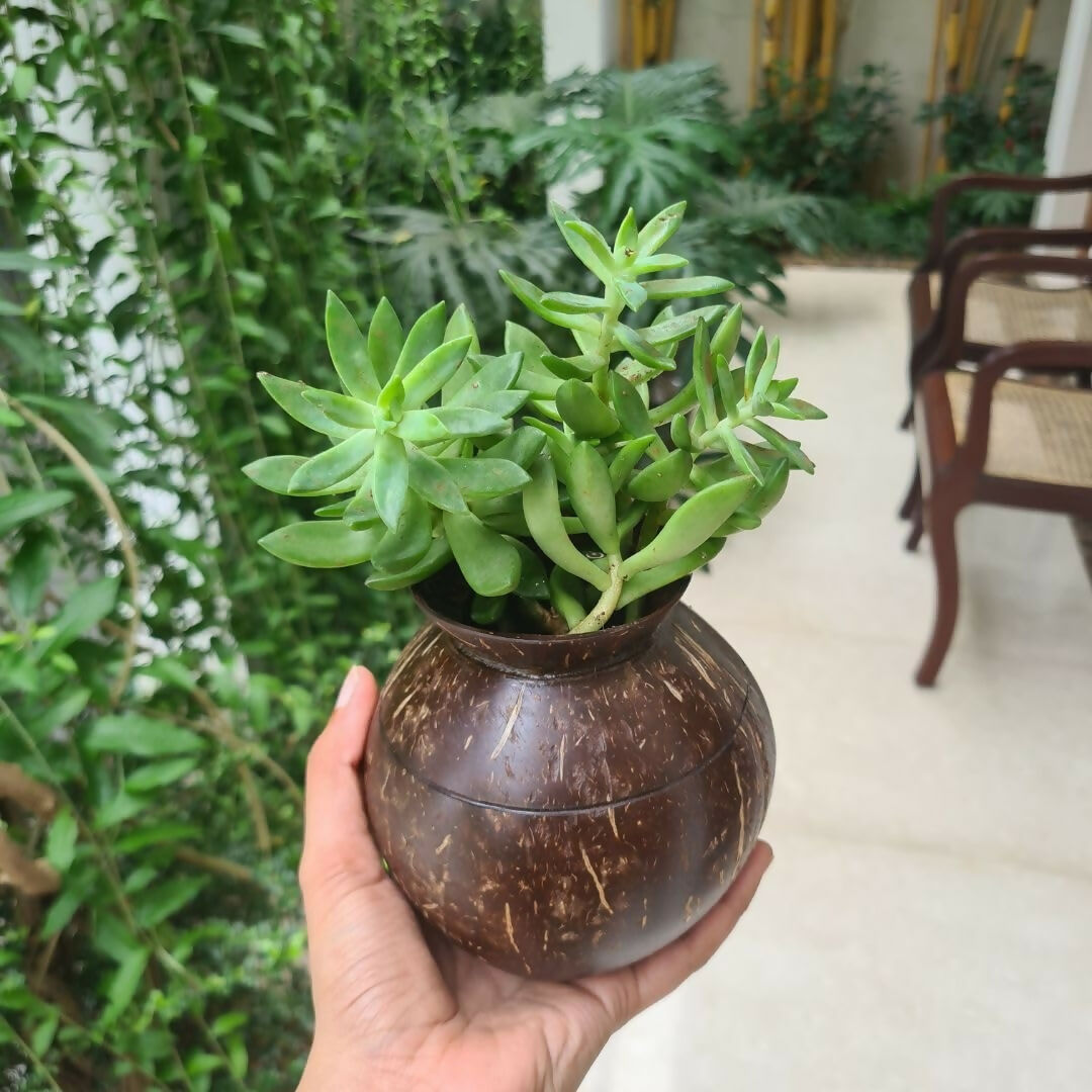 Thenga Handmade Coconut Shell Planter Pot with Cork Tray - Dista