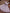 Jyoti Fashion Beautiful Purple Organza Silk Embroidered Kids Lehenga Choli Set - Distacart