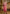 Vegaa Fashion Pink Silk Blend Embroidered Salwar Suit