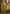 Vegaa Fashion Parrot Green Silk Blend Embroidered Salwar Suit