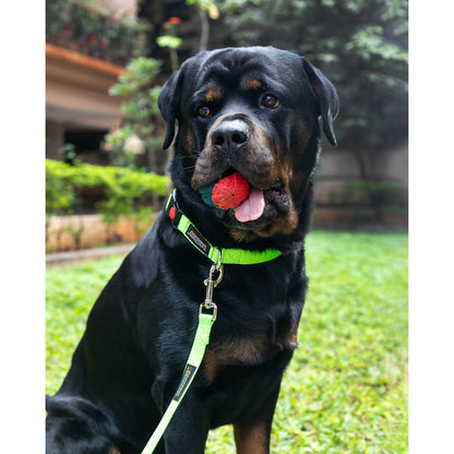 Waggety Dog Leash - Durable Green Polyester, Length - 5Ft, Comfortable Grip, Stylish Pet Leash for Dogs - Dista