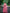 Preksha Creation Women Pink Georgette Anarkali Gown With Work Dupatta With Lace - Pink - Distacart