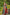 BANARASI_306_RAMA (2)
