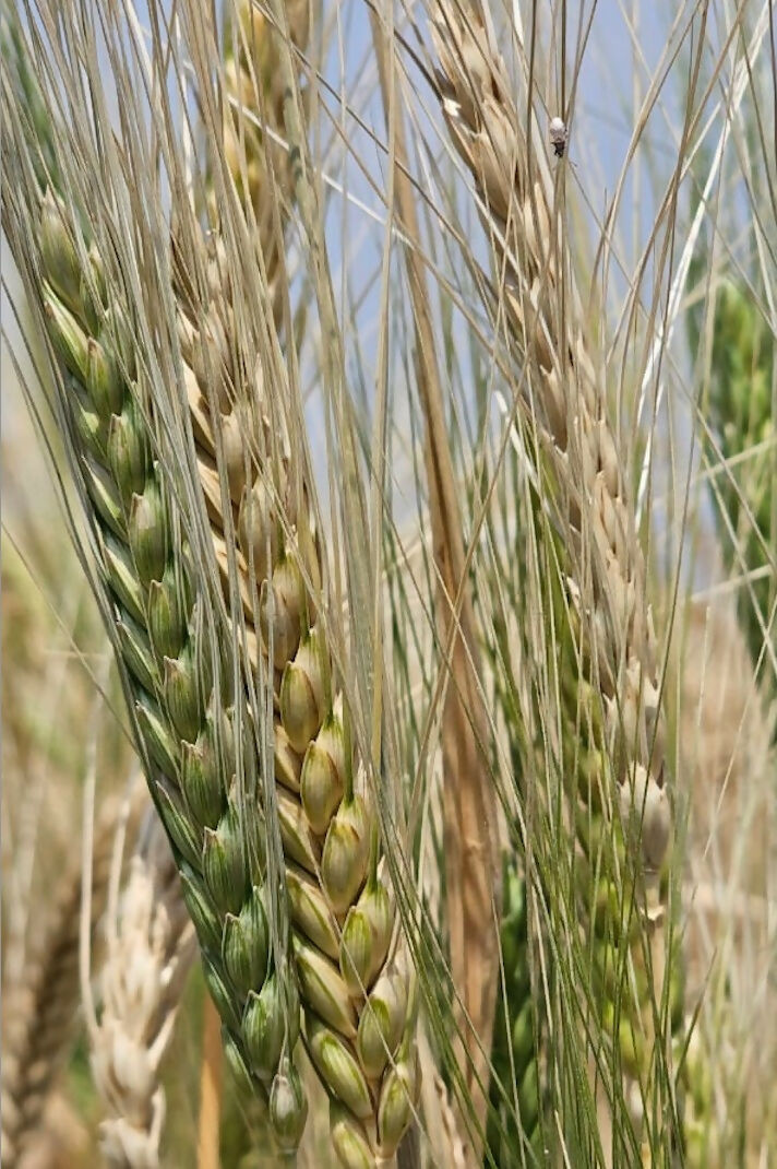 Khapli_Organic_Wheat_1024x1024@2