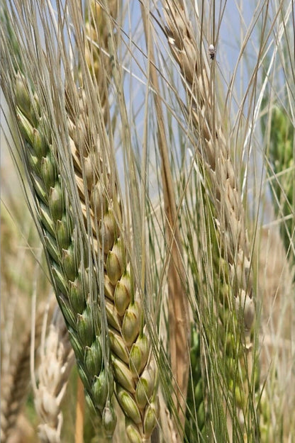 Khapli_Organic_Wheat_1024x1024@2