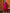 Anouk Pink Floral Embroidered V-Neck Mirror Work Pure Cotton Straight Kurta & Dhoti Pant
