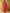 Yufta Red Cotton Zari Work Straight Kurta Dupatta Set